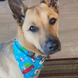 Meet your Posher, Bridgett